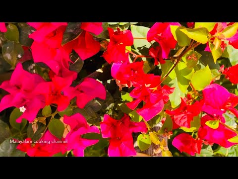 My Bougainvillea & Aloevera Flowers Blooming  | ബോഗൺവില്ല കറ്റാർവാഴ ചെടികൾ | Beautiful Flowers Love