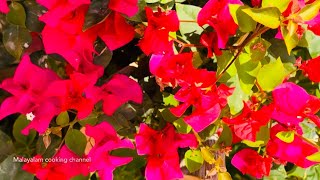 My Bougainvillea & Aloevera Flowers Blooming  | ബോഗൺവില്ല കറ്റാർവാഴ ചെടികൾ | Beautiful Flowers Love
