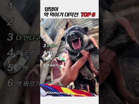 약 냄새 눈치챈 강아지ㅋㅋ 약 먹이기 대작전 TOP6