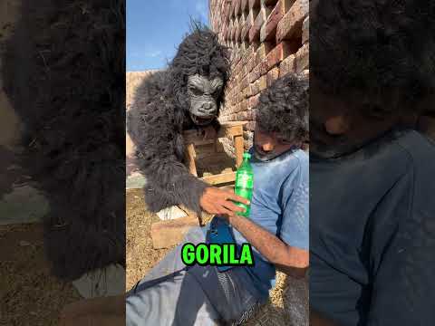 El gorila lo hizo muy mal. #ahorrar #humor #gorila #mono