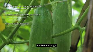 Keunggulan Mentimun Hibrida