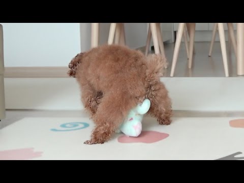 청소기만 꺼내면 자세잡는 강아지ㅋㅋㅋ