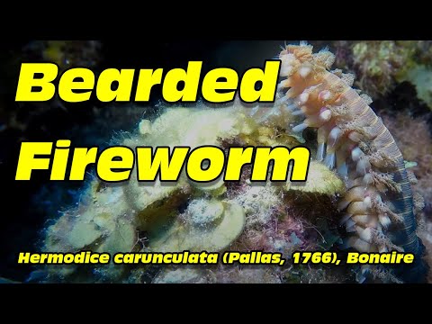 Bearded Fireworm, Hermodice carunculata (Pallas, 1766), Bonaire