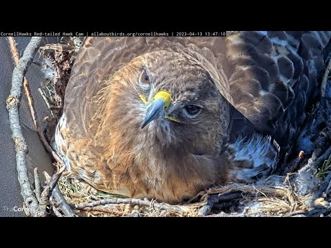 cornell red tailed hawk webcam