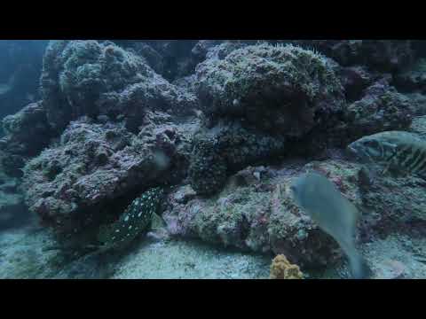 Unexpected Fight Between Octopus and Two Fish