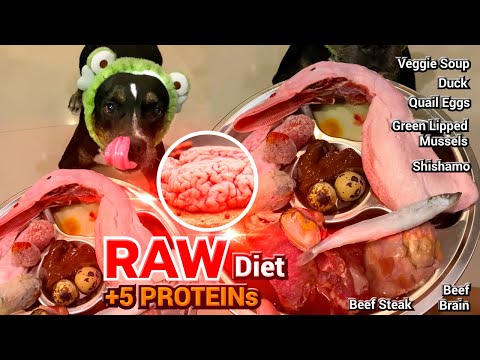 ♠️🐶Oli SOLO: +5 PROTEINs&🧠Secret Organs - RAW Balanced DIET Combo[ASMR] 犬が生の肉を食べる[咀嚼音] EP.47 of 2025