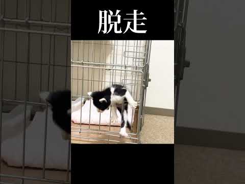 子猫だからってニャめるなよ