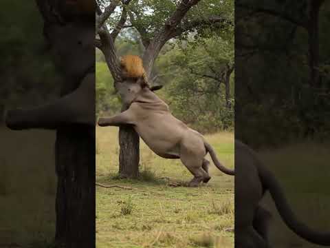 The rhino is so fierce, it's in trouble now! It and the leopard both suffered losses#shorts