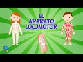 Human Locomotor System Concepts