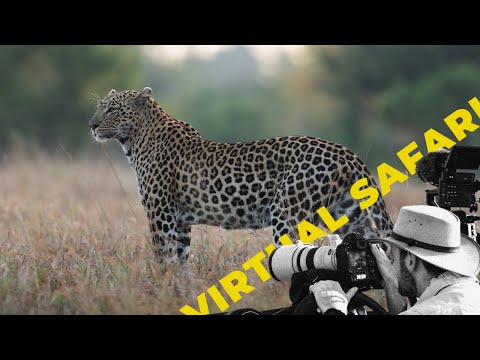 A Mother in Peril: Female Leopard Faces Her Greatest Challenge- Virtual Safari #274