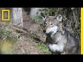 Red Wolf Conservation Challenges