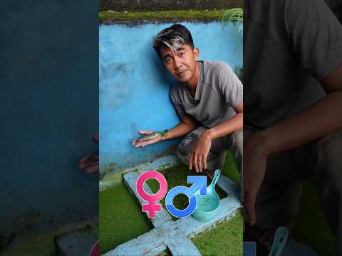 PINDAHIN INDUKAN SEPAT SIAM KE DALAM CHAMBER KOLAM