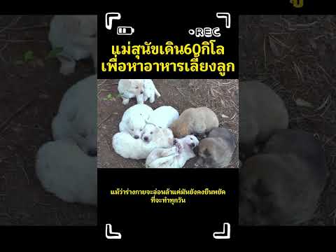 แม่สุนัขเดิน60กิโลเพื่อหาอาหารเลี้ยงลูก #animals