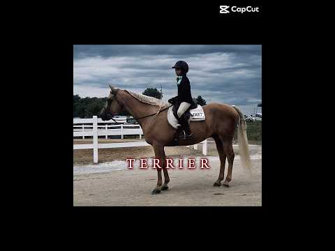 Back to posting! Happy Halloween! #horse #equestrianjourney #equestrian #horserider #riding