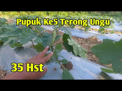 pupuk ke5 terong ungu tanpa pupuk dasar