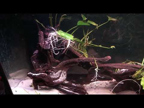 June Tour of Ogles Fish Room Good Morning 
Sorry it's been awhile since my last video, but I waited until I had cleaned some tank