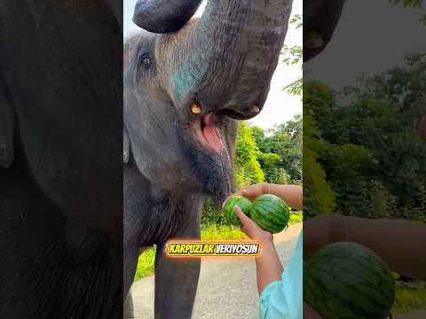 Bu Akıllı Fil Sadece Karpuz Yiyor! 😲
