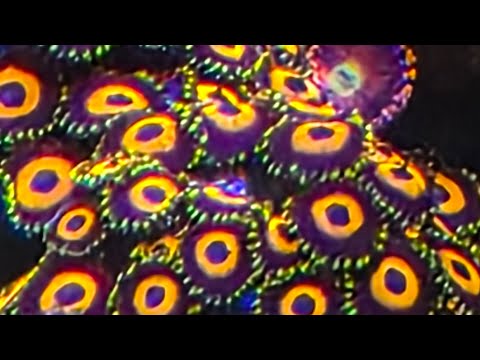 New sps corals added to my 120 reef tank 