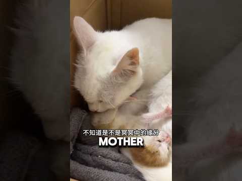 The Best Coincidence For Grieving Cat Mother ❤️#cat #catlover #kitten