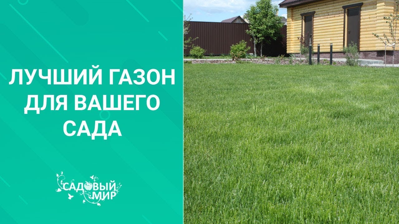 Лучший газон для вашего сада