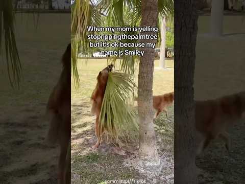 Smiley Tearing Up A Palm Tree ๐โค๏ธ