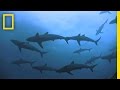 Cocos Island and Shark Conservation