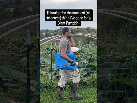 Protecting My Giant Pumpkin from Rain Like This...