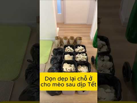 Dọn dẹp phòng cho mèo sau dịp Tết #trending #xuhuong #viralshorts #douyin #meow #cat #pets #funny