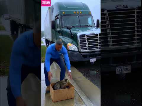 Kindness on the Road: Truck Driver's Instant Rescue 🐱 #kindness #rescue #shorts