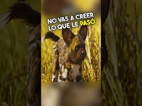 Algo Impactante Le Pasó a Esta Hiena 😨