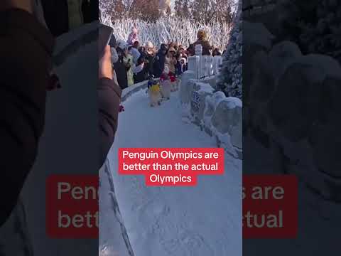 The Penguin Olympics Are Underrated 😭