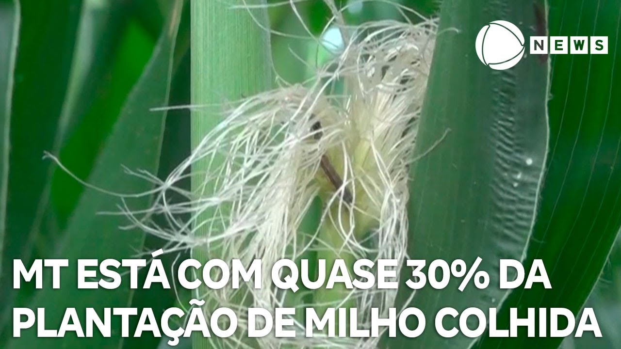 Maior produtor de milho do país, Mato Grosso já colheu quase 30% da área plantada