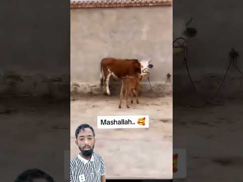 মায়ের প্রতি ভালোবাসা #comedy #reels #jokes