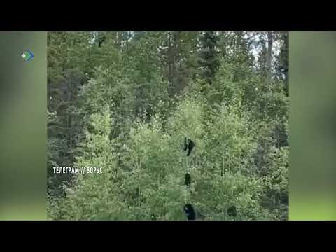 Жители Коми делятся забавным видео, на котором трое медвежат ломают берёзу