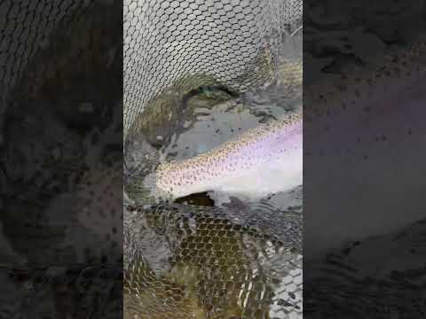 The benefits of winter fishing. #flyfishing #rainbowtrout