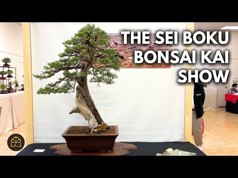 Bonsai Show Review: What We Can Learn from the Masters at a Bonsai Show
