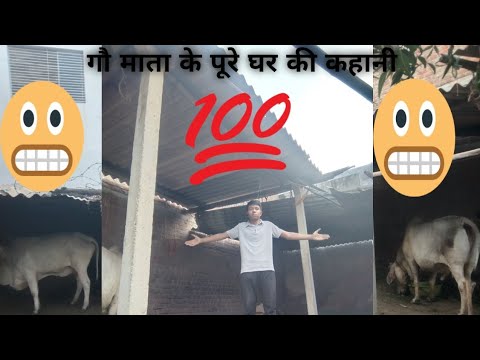 गौ माता के पूरे घर की कहानी 🙏🙏#gaumata #13million #cow #motivation #gaumata #animals #farming