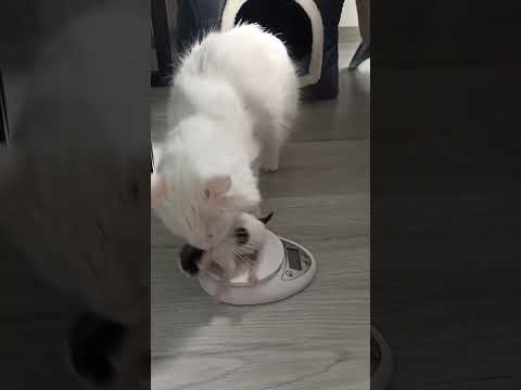 Cat Mom Carries Her Kitten Back