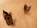 Yorkies learning to sit