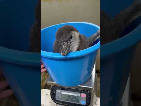 猫の動画サムネイル - 4/15ふ化🐣フンボルトペンギン生後51日目