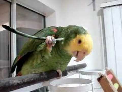 Tool-Using Parrot! ______________(youtube.com/cherylrampton)  Smart Amazon Parrot