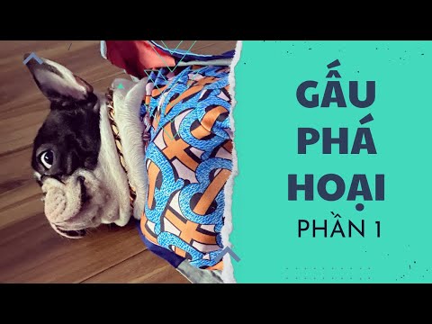 Tổng Hợp Những Pha Gấu Phá Hoại (Phần 1) | Thành và Gấu