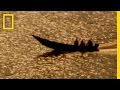 Hippo Deaths in Queen Elizabeth National Park