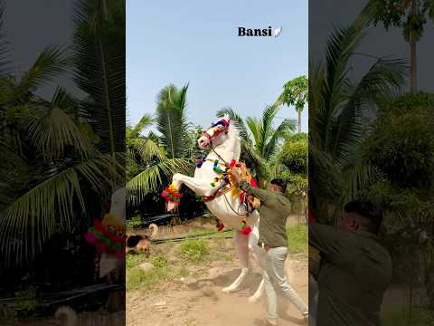 Moral ashv farm lavarda#horse #horsecare #trending #horsemusic #kathiyawadi #wedding