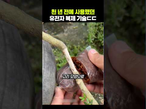 천 년 전에 사용했던 유전자 복제 기술ㄷㄷ