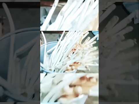 Muikhumu Haplok | Tripuri Traditional Food| Mushroom Curry| in Kokborok| Northeast India #2025