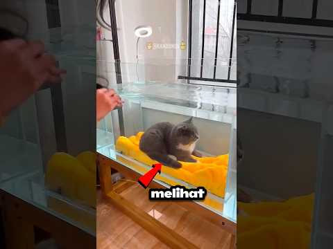 Kucing Ini Hidup Di Dalam Aquarium Ikan ๐ ๐ป