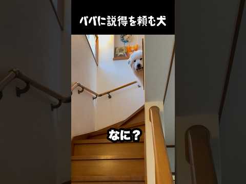 パパに説得するよう頼みにくる愛犬 #グレートピレニーズ #大型犬 #愛犬 #かわいい犬 #greatpyrenees