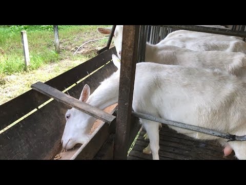 The Guatemalan Goats’ Love Shack