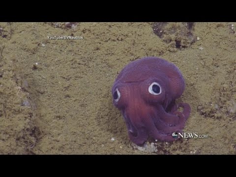 Unique Squid Leaves Scientists Fascinated | ABC News